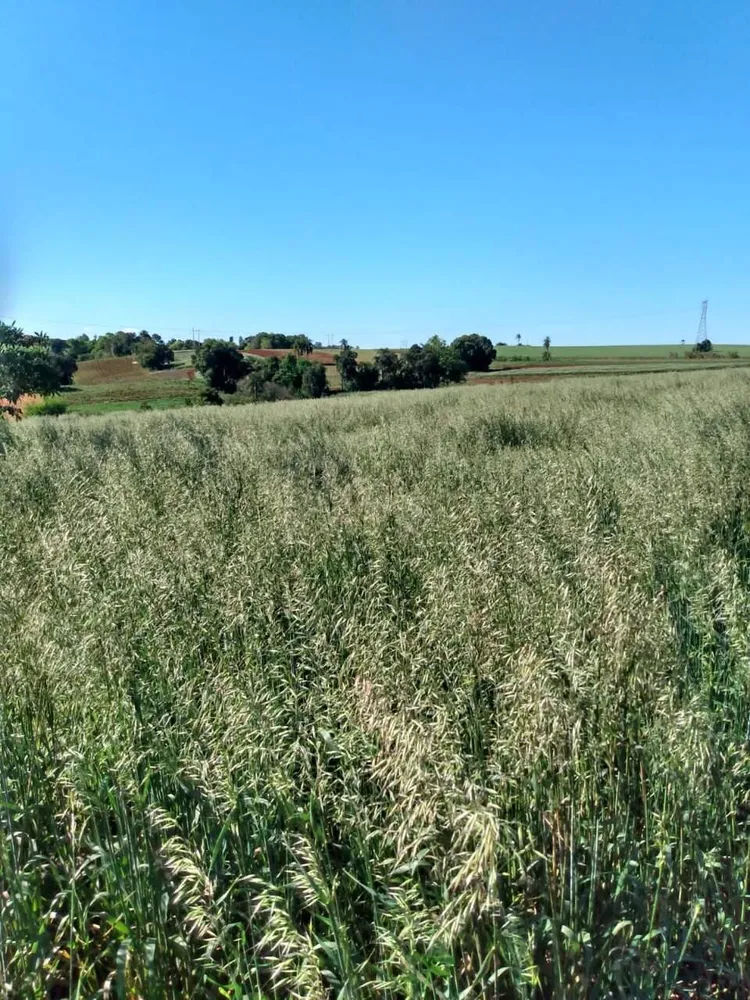 Terreno, 2 hectares - Foto 3