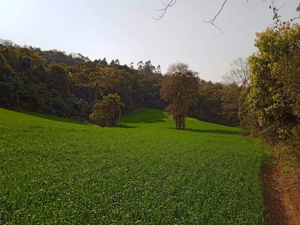 Terreno, 8 hectares - Foto 7