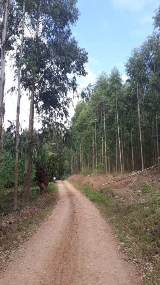 Terreno, 12 hectares - Foto 3
