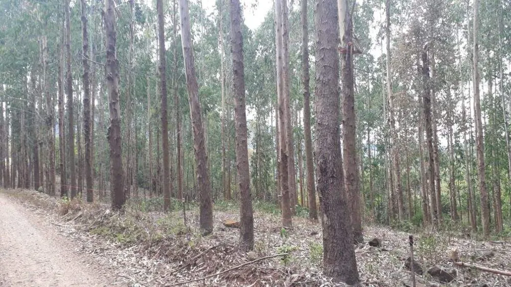 Terreno, 12 hectares - Foto 4