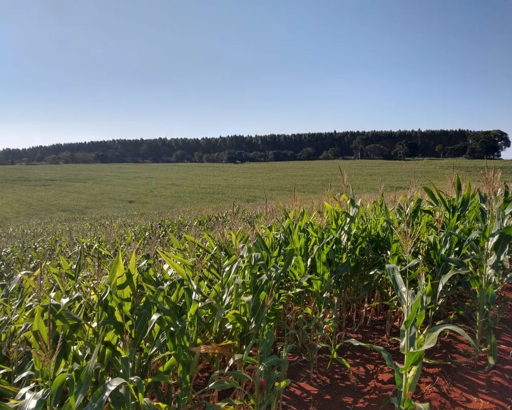 Fazenda - Foto 3