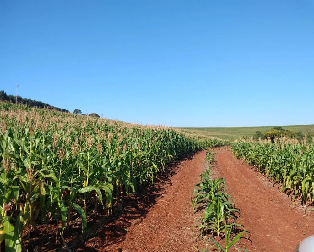 Fazenda - Foto 1