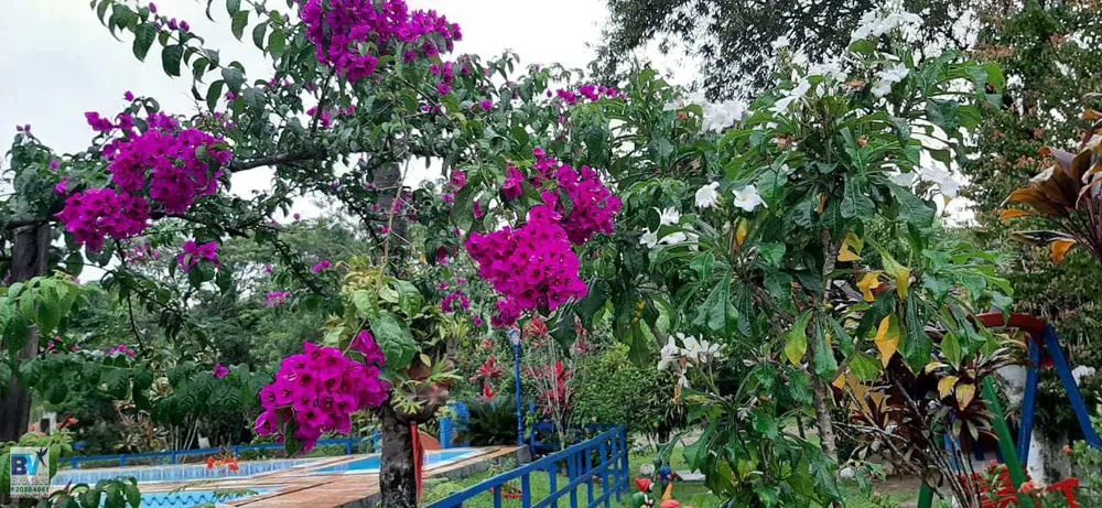 Sítio, 4000 m² - Foto 63