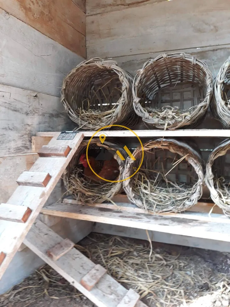 Chácara, 6 quartos, 5000 m² - Foto 6