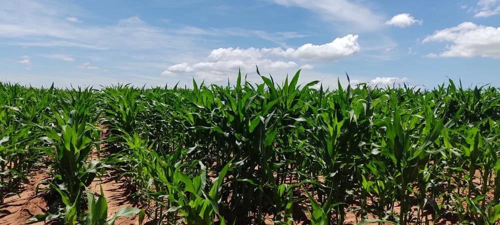 Fazenda, 135 m² - Foto 1