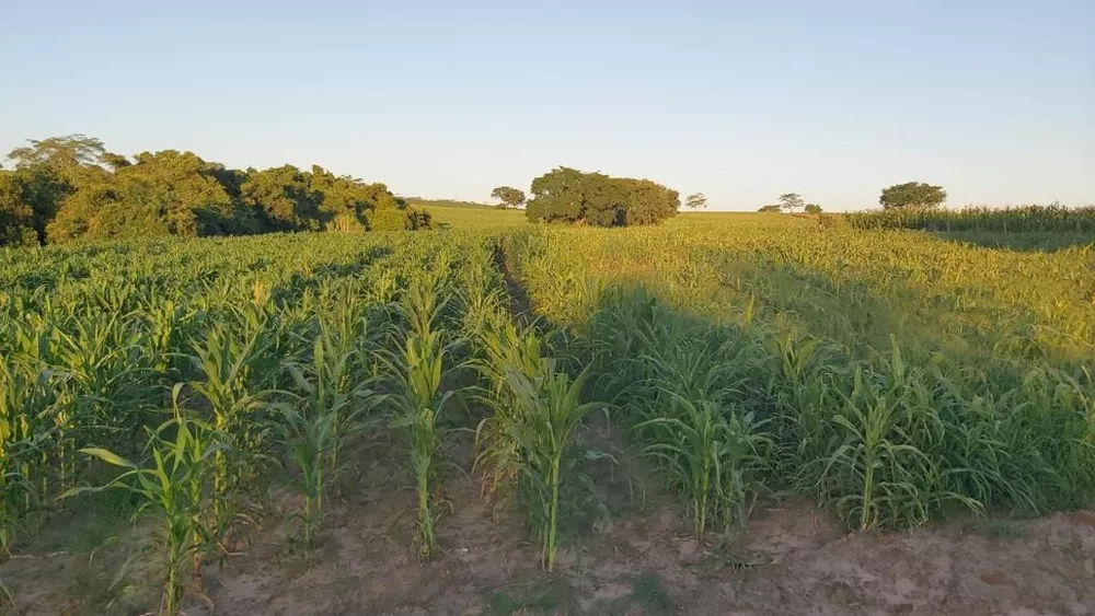 Sítio, 25 m² - Foto 1