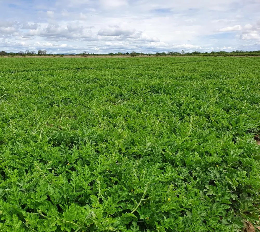 Fazenda, 4752 m² - Foto 3