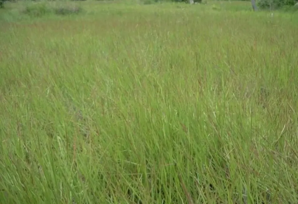 Fazenda, 3 hectares - Foto 4