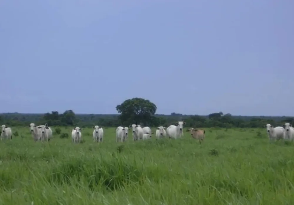 Fazenda, 3 hectares - Foto 1