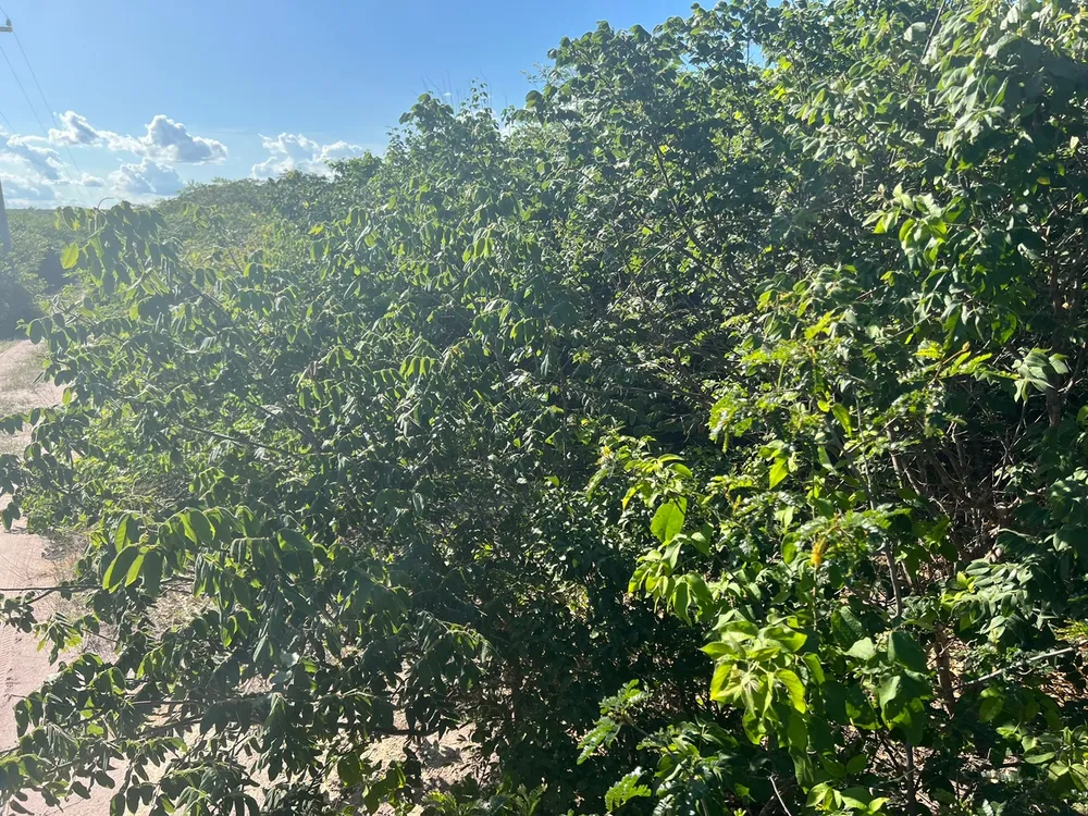 Fazenda, 3677 m² - Foto 5