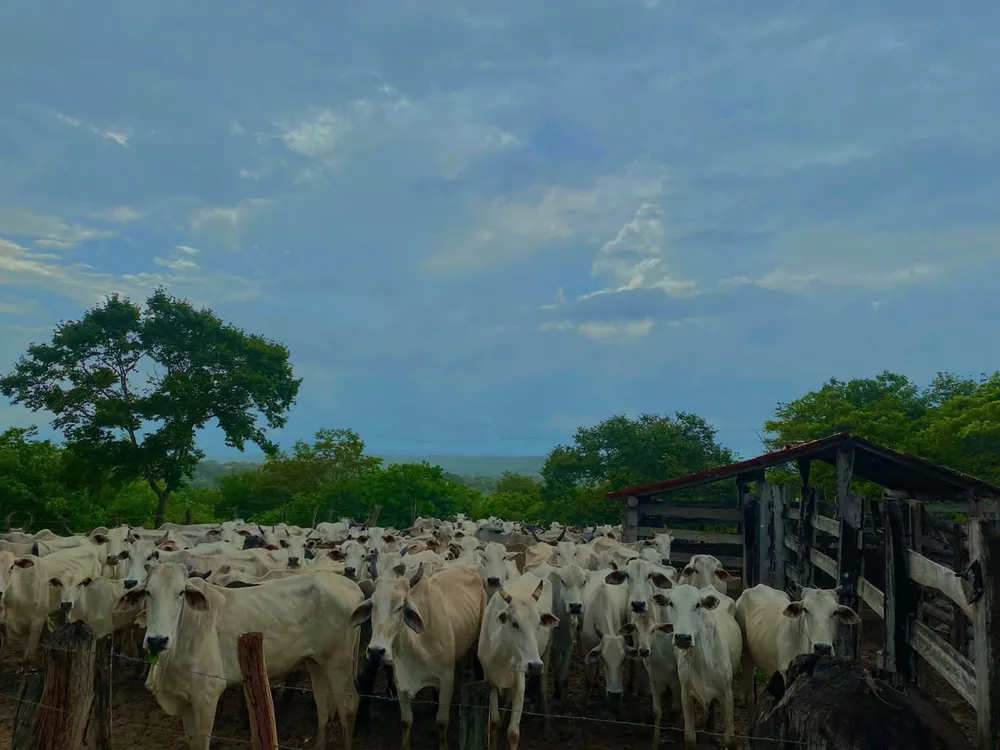 Fazenda, 216 m² - Foto 2