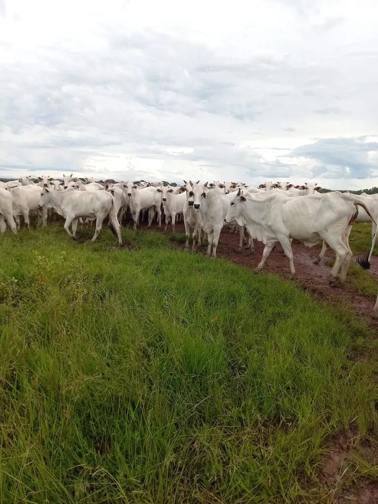 Fazenda, 409 m² - Foto 6