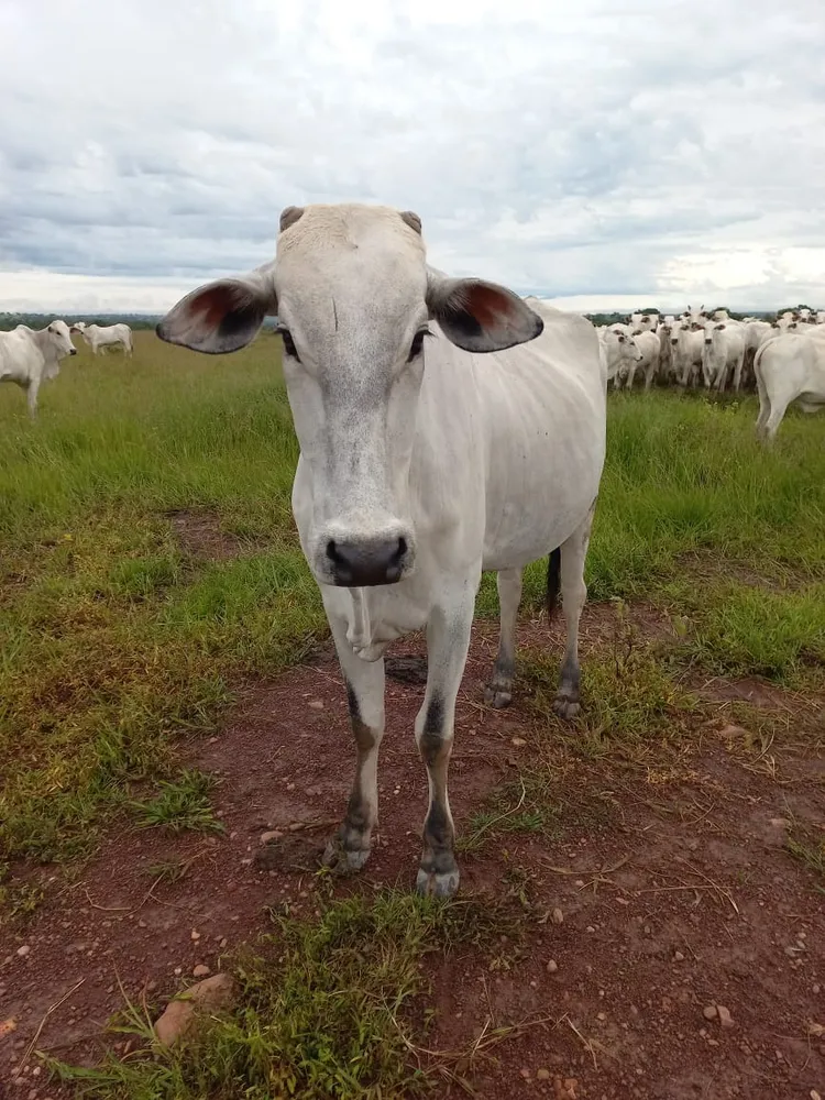 Fazenda, 409 m² - Foto 7