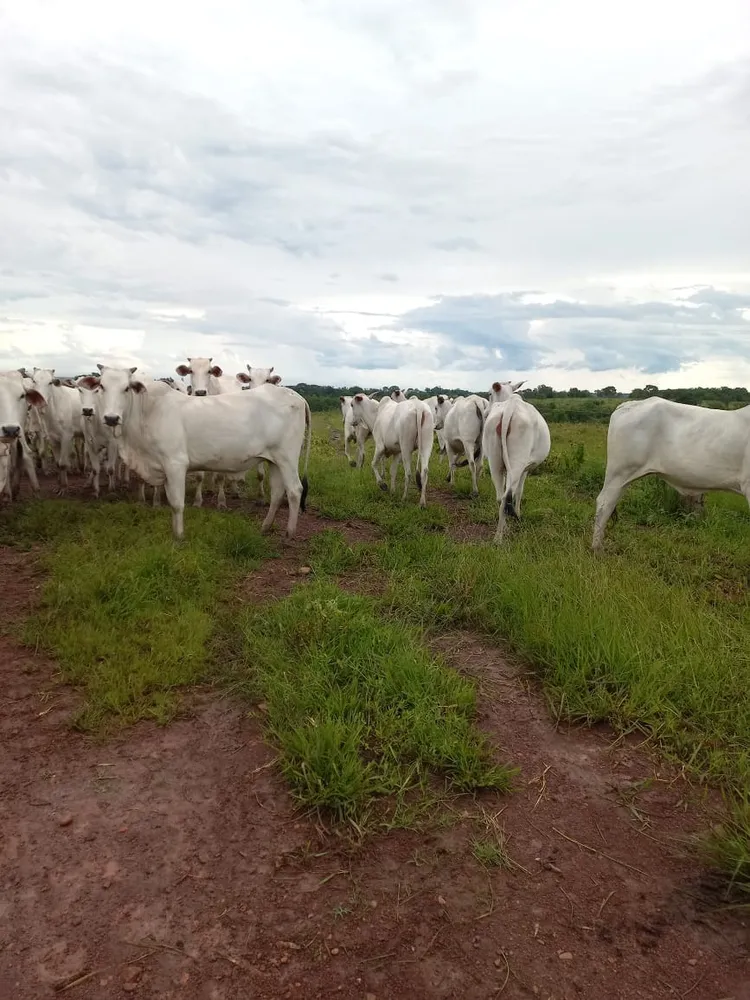 Fazenda, 409 m² - Foto 9