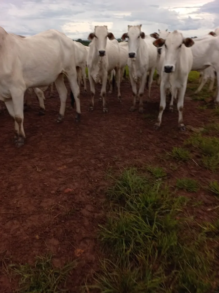 Fazenda, 409 m² - Foto 10
