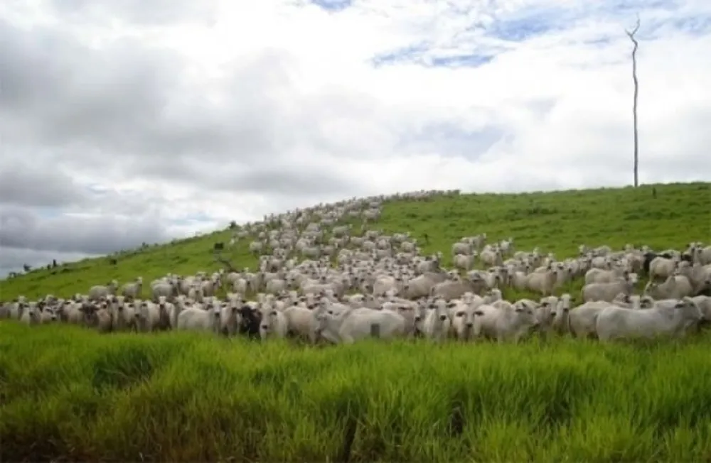 Fazenda, 6 hectares - Foto 2
