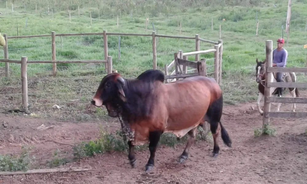 Fazenda, 173 m² - Foto 13