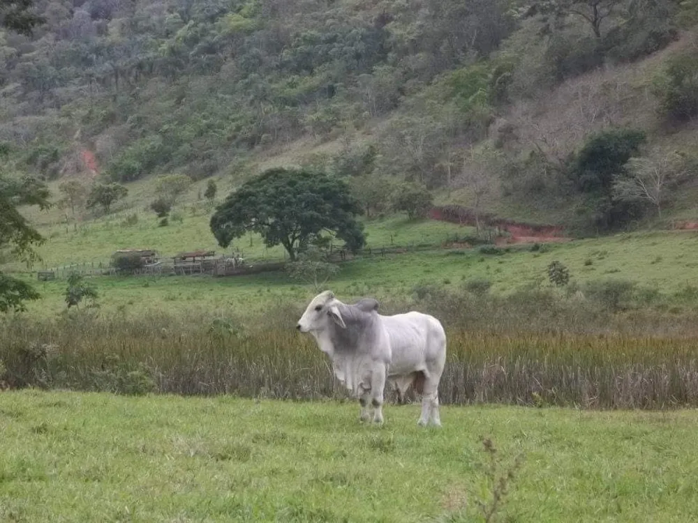 Fazenda, 173 m² - Foto 2