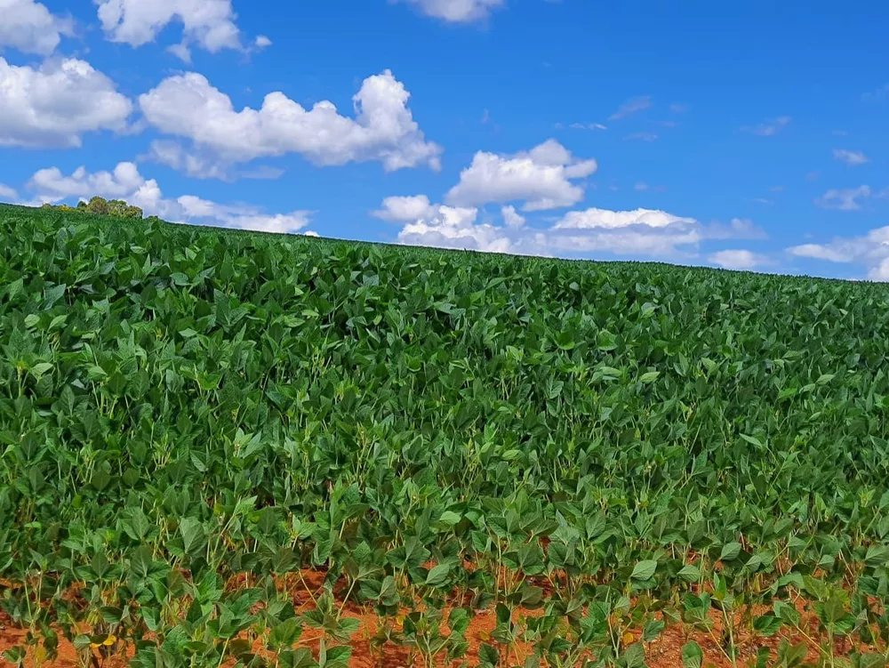 Sítio, 36 m² - Foto 1