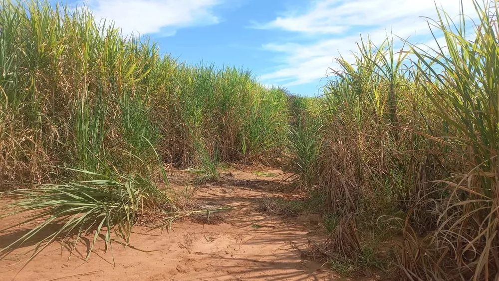 Sítio, 30 m² - Foto 1