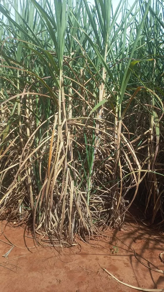 Sítio, 30 m² - Foto 4