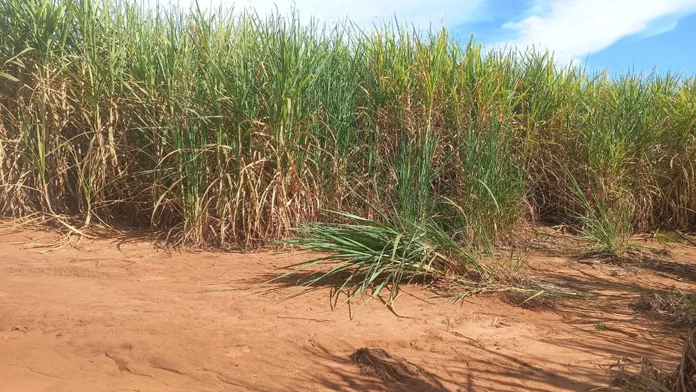 Sítio, 30 m² - Foto 2