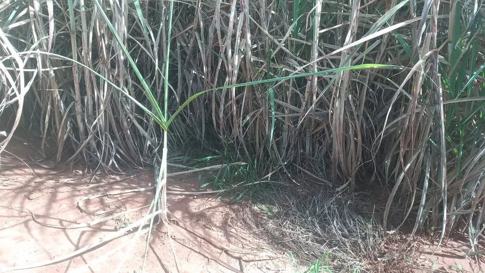 Sítio, 30 m² - Foto 3