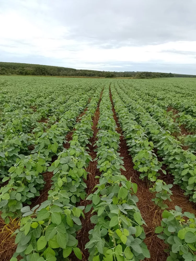 Fazenda, 182 m² - Foto 4