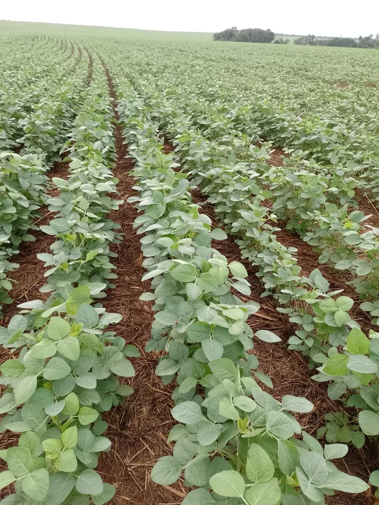 Fazenda, 182 m² - Foto 6