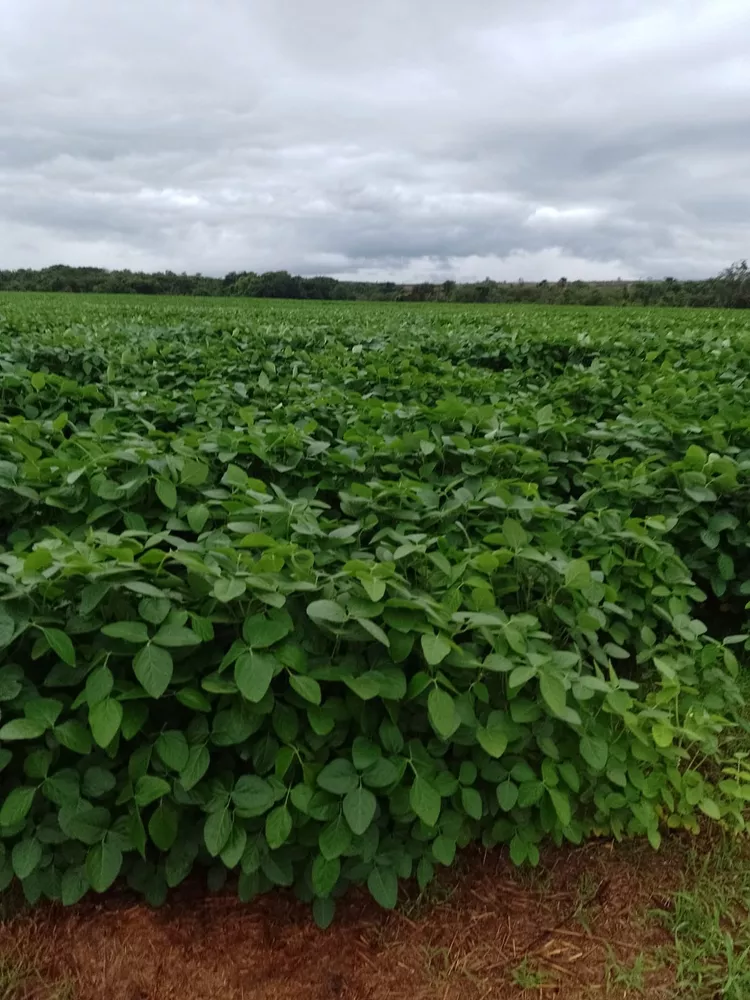 Fazenda, 182 m² - Foto 5