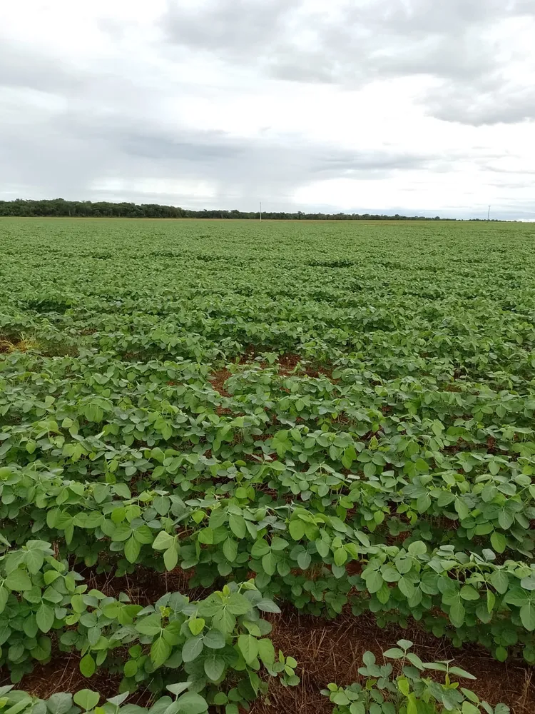 Fazenda, 182 m² - Foto 1