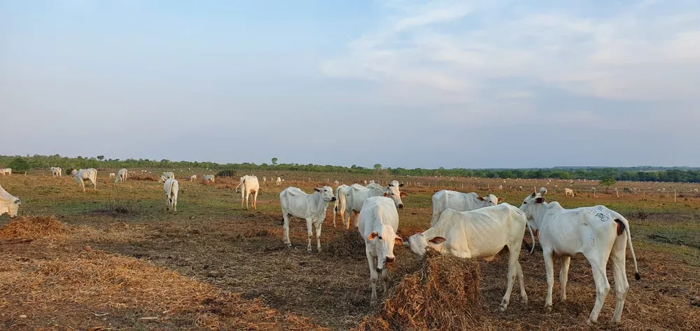 Fazenda, 155 m² - Foto 3