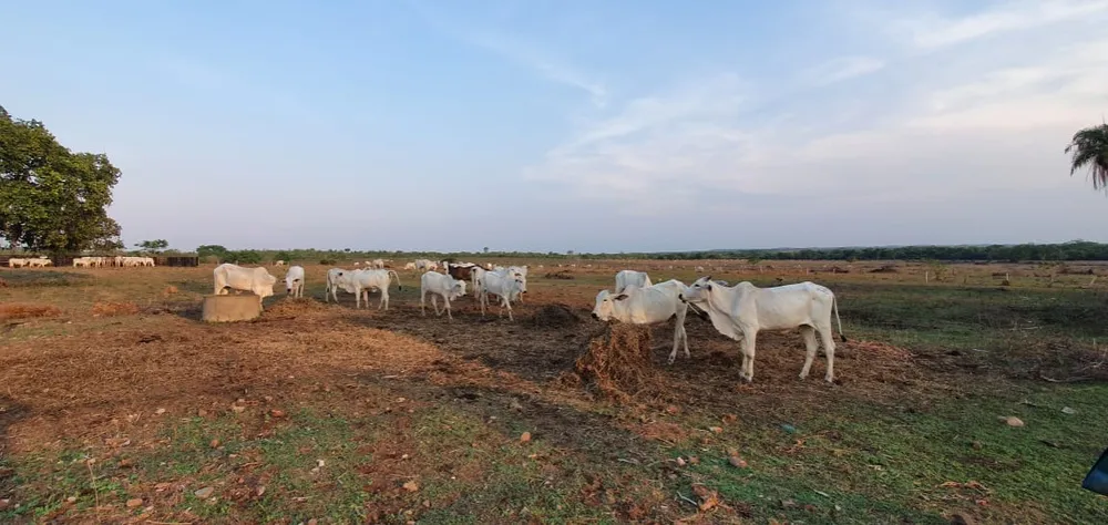 Fazenda, 155 m² - Foto 4