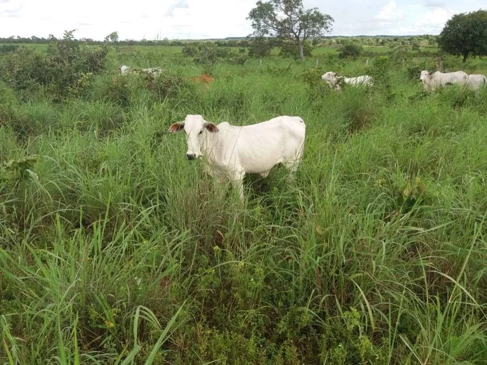 Fazenda, 155 m² - Foto 4