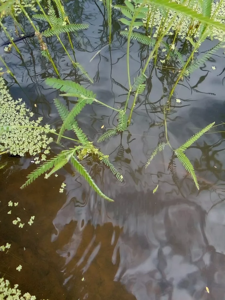 Fazenda, 991 m² - Foto 4