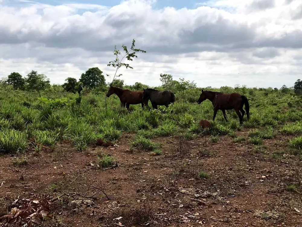 Fazenda, 50 m² - Foto 2