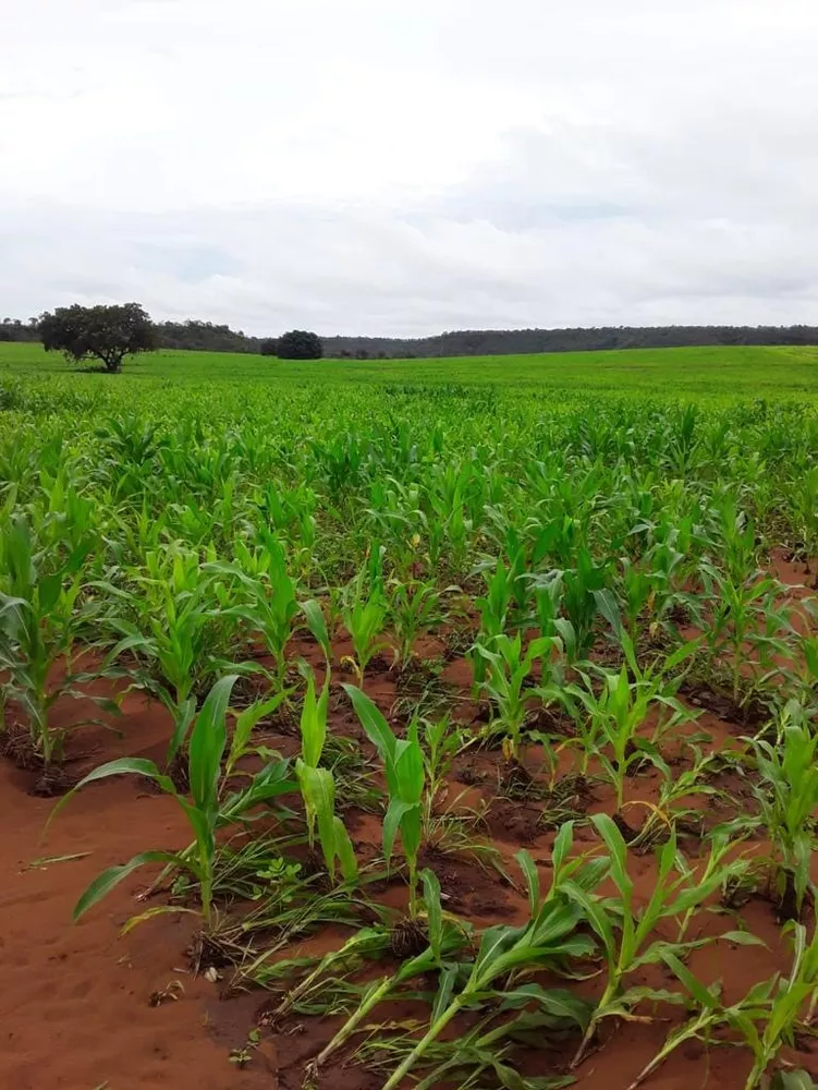 Fazenda, 1012 m² - Foto 4