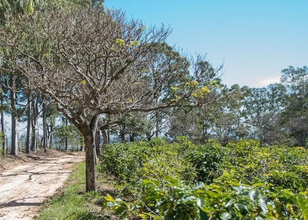 Fazenda, 145 m² - Foto 8