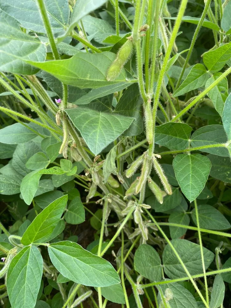 Fazenda, 140 m² - Foto 4