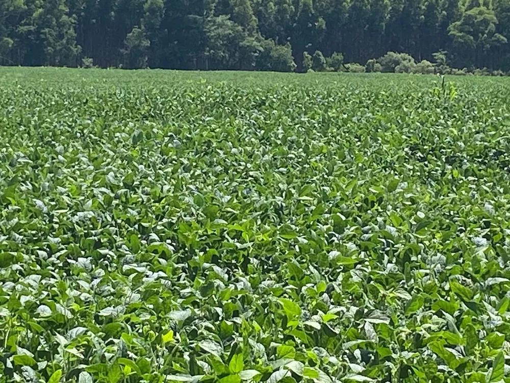 Fazenda, 140 m² - Foto 3