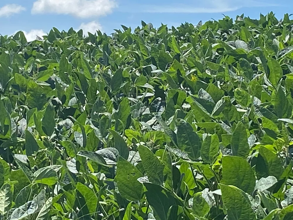 Fazenda, 140 m² - Foto 2