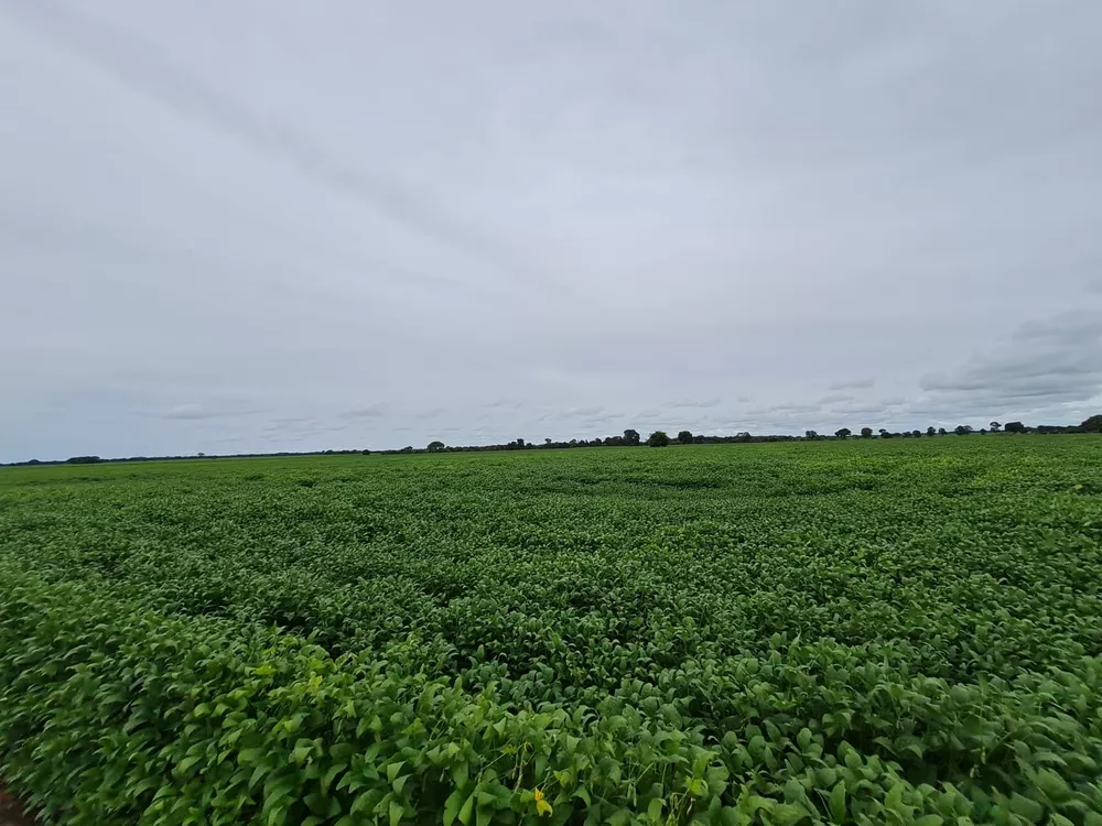 Fazenda, 785 m² - Foto 5