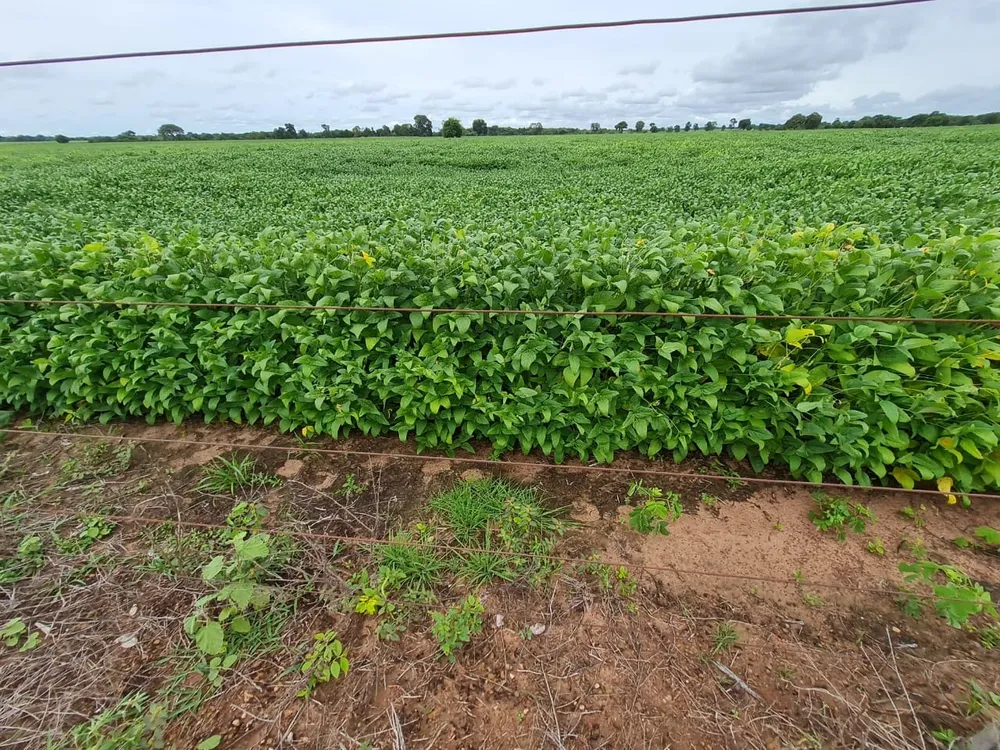 Fazenda, 785 m² - Foto 4