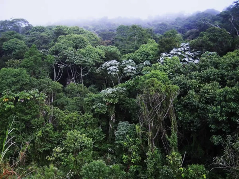 Sítio, 12 m² - Foto 1