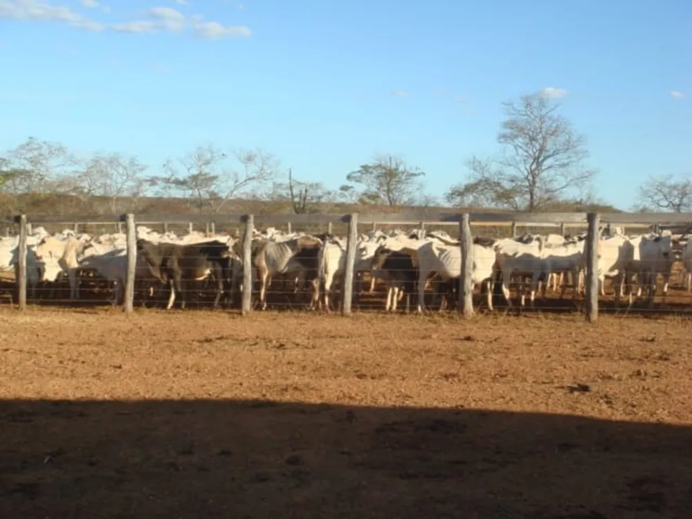 Fazenda, 6983 m² - Foto 2