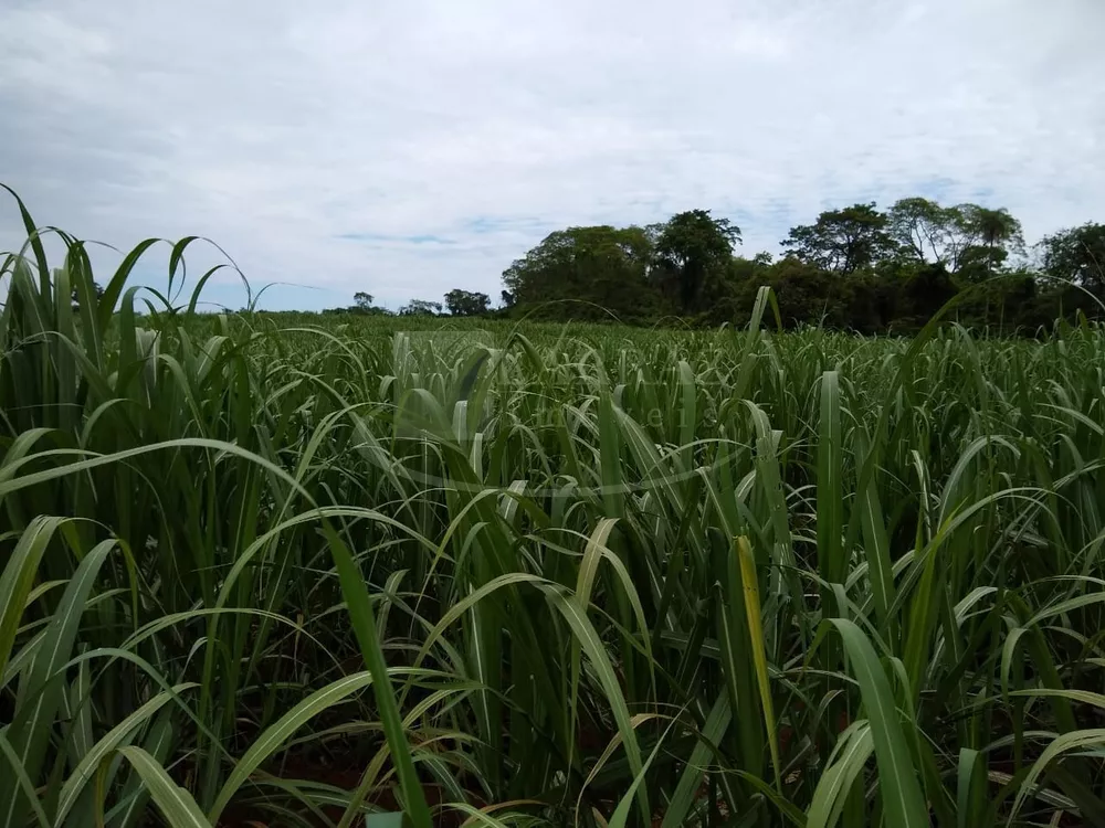 Fazenda, 51 m² - Foto 2