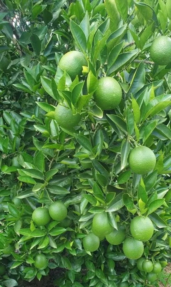 Fazenda, 68 m² - Foto 2