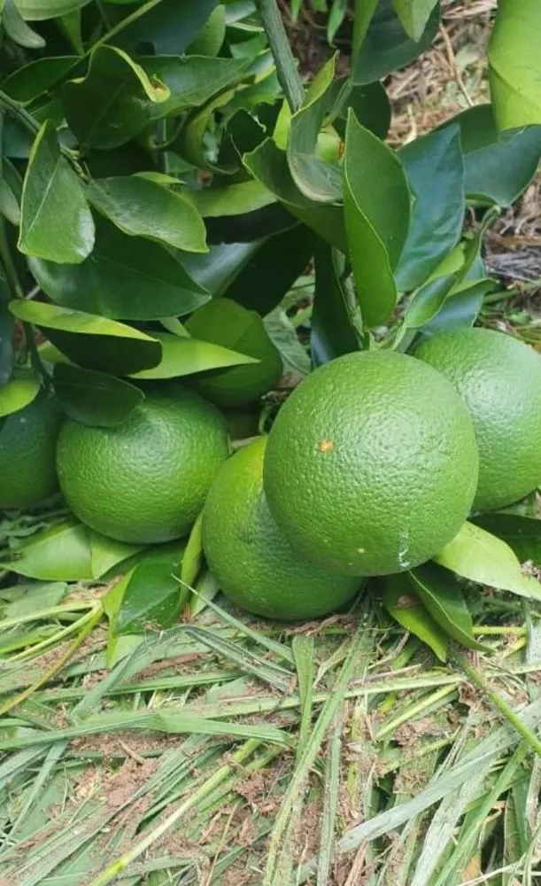 Fazenda, 68 m² - Foto 3