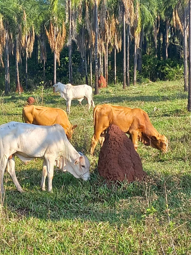 Fazenda, 103 m² - Foto 1