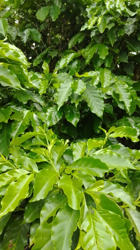 Fazenda, 76 m² - Foto 4